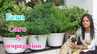 Fern Care and propagation  easy and useful tips [upl. by Novehc528]