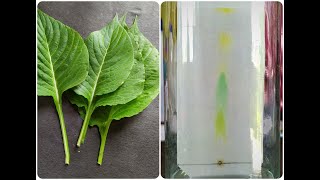 Paper Chromatography Experiment [upl. by Assiruam]