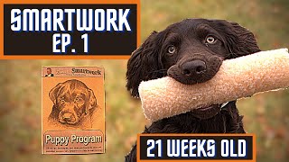 Boykin Spaniel Duck Dog Training With SMARTWORK PUPPY PROGRAM  Ep 1 [upl. by Farlie]