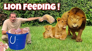 FEEDING the LION PRIDE  NEW BORN CUB [upl. by Julio]