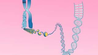 Animation 252 Structure of a chromosome [upl. by Isak63]