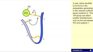 Disulfide exchange [upl. by Acinoev]