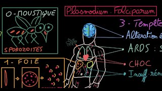 Malaria  Docteur Synapse [upl. by Rehportsirhc]