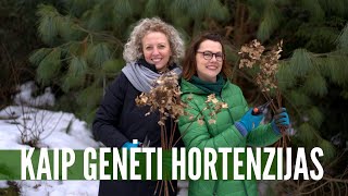 Kaip genėti hortenzijas ir kada tai daryti  aiški instrukcija [upl. by Grete]