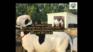 JM Communication tout savoir sur le Ladoum [upl. by Stovall]