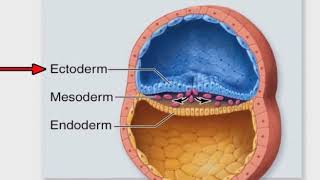 Stages of Prenatal Development [upl. by Htbazile]