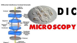 DIC microscopy [upl. by Watanabe]