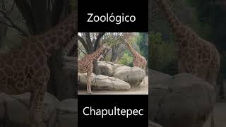 zoológico de Chapultepec [upl. by Angeline]