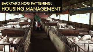 Backyard Hog Fattening Housing Management  Agribusiness BMEG Episode 5 [upl. by Anivel63]