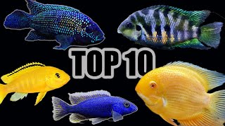 Top 10 Cichlids for Beginners [upl. by Saxen27]