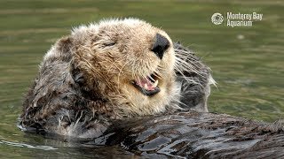 Sea Otters Gardeners of the Kelp and Eelgrass [upl. by Rolyat594]