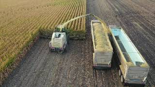 Malecha Dairys Corn Silage [upl. by Dreda]