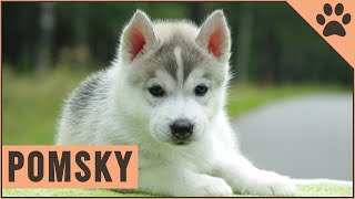 Pomsky  Dog Breed Information [upl. by Jarl]