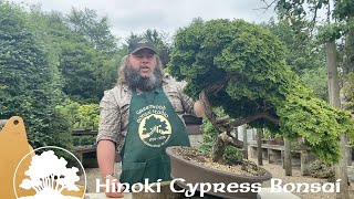 Hinoki Cypress Bonsai Part 1 Thinning Out  Greenwood Bonsai [upl. by Ary320]