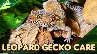 Everything You Need to Know About Leopard Gecko Care [upl. by Ahsilem]