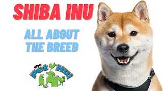 All About Dog Breed Shiba Inu [upl. by Tami]