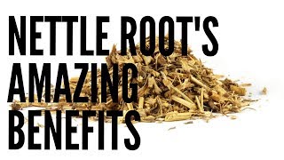 Nettle Root Benefits [upl. by Ycart729]