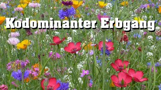 Kodominanter Erbgang schnell erklärt [upl. by Ocer]