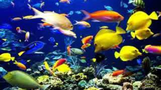 SaintSaëns  Carnival Of The Animals  The Aquarium [upl. by Dorrahs]