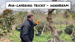 Hornbeam Air layering Tricks [upl. by Martinson]