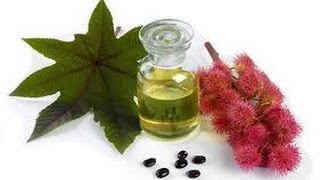 Castor Oil  Cure and Benefits [upl. by Titania]