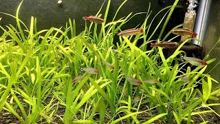 Vallisneria  Italian Val  Root Tab Fertilizer Experiment Part 3 [upl. by Nonnaihr]