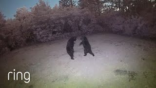 Bear vs Bear Rumble in the Yard  RingTV [upl. by Kathi871]