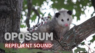 Opossum Repellent Sound [upl. by Kcirret367]