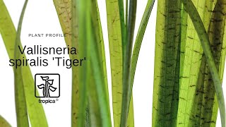 Vallisneria spiralis Tiger [upl. by Rosabel681]