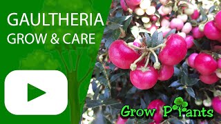 Gaultheria  grow amp care Wintergreen [upl. by Ycnahc]