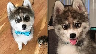 Meet the adorable PomeranianHusky Pomsky puppy Norman [upl. by Grata777]