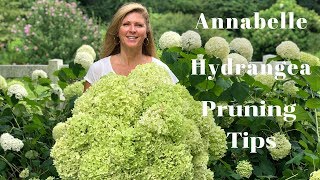 Annabelle Hydrangea Blooms  Tips on Pruning Hydrangeas [upl. by Krissy]