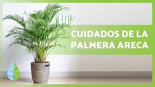 Cómo CUIDAR una PALMERA ARECA🌴💧 – ¡Riego abono reproducción y más [upl. by Assel]