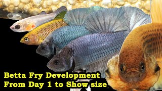 Betta Fry Development From Day 1 to Show size [upl. by Redneval484]