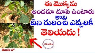 Acalypha indica  Indian Nettle  Kupintaku  Harithamanjari uses in telugu  Telugu World Visite [upl. by Sesmar]