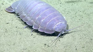 Real Isopod Hours Sure [upl. by Morey]