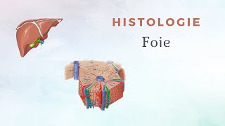 Histologie du Foie [upl. by Latham577]