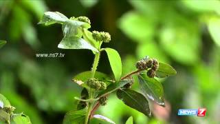 kuppaimeni Acalypha indica  grow this Herbal plant on your terrace  Poovali  News7 Tamil [upl. by Holmun]