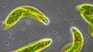 Euglena  Flagellum movement in phase contrast [upl. by Annoj]