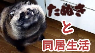 タヌキと2人暮らし 2020 02 16Lives with a Tanuki [upl. by Debo]