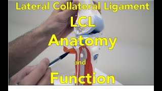 Lateral Collateral Ligament LCL Anatomy and Function [upl. by Chladek]