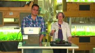 Aquaponics  How to Build Your Own [upl. by Aimak916]