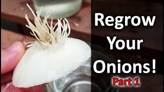 Regrow Onions From Another OnionNeed Proof  Vlog Part 1 of 5 [upl. by Anircam317]