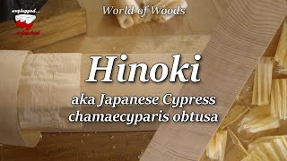 Hinoki  Japanese Cypress chamaecyparis obtusa [upl. by Obrien777]