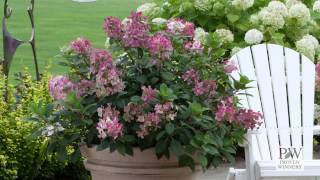 Little Quick Fire® Hydrangea paniculata [upl. by Ahsiri]