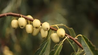 RUSSIAN OLIVE Elaeagnus angustifolia [upl. by Guillaume]