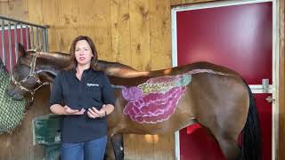 Equine Digestive Health A Trip Through the Horses Digestive Tract [upl. by Oiuqise]