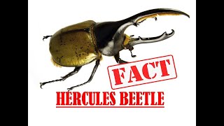 Facts about Hercules Beetle [upl. by Glaudia]