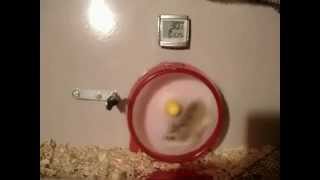 Hamster dans sa roue perd le controle fail [upl. by Ailongam]