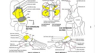 OS ET ARTICULATION DU PIED [upl. by Nawtna]